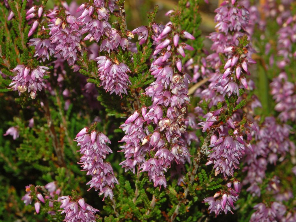 Calluna vulgaris / Brugo